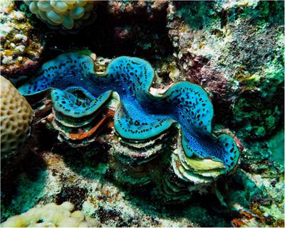 The Small Giant Clam, Tridacna maxima Exhibits Minimal Population Genetic Structure in the Red Sea and Genetic Differentiation From the Gulf of Aden